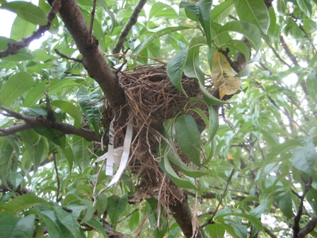 Robin Nest